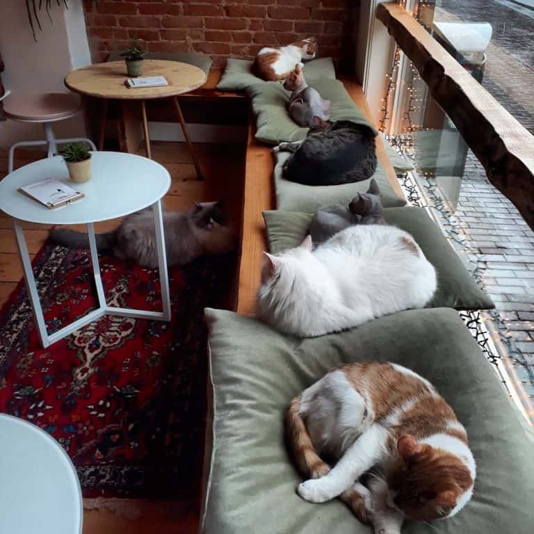 10 x Kattencafés van Nederland GIRLS WHO MAGAZINE