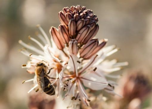Sommige mensen houden niet van bijen. Ze denken dat ze ons lastigvallen terwijl we in het park aan het barbecuen zijn of op het strand liggen. Maar het feit is, deze kleine insecten zijn verantwoordelijk voor ons bestaan. En het slechte (zacht uitgedrukt) nieuws is, die sterven uit. Dit is belangrijk om te weten, want bijen zijn voor 90% verantwoordelijk voor het voeden van de wereldbevolking. En in feite zouden we dus niet zonder hen kunnen overleven.