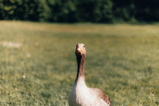 foie gras - eendenlever - verboven