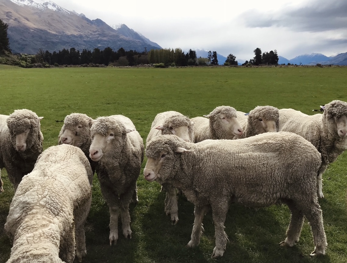 Nieuw Zeeland schapenfarm