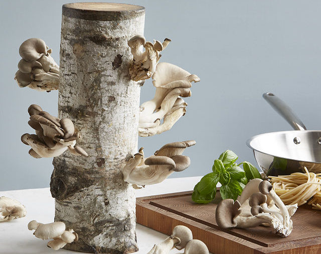 altijd paddenstoelen in huis - paddenstoelen groeikit - paddenstoelenkweekstammen - decoratieve paddenstoel boomstam