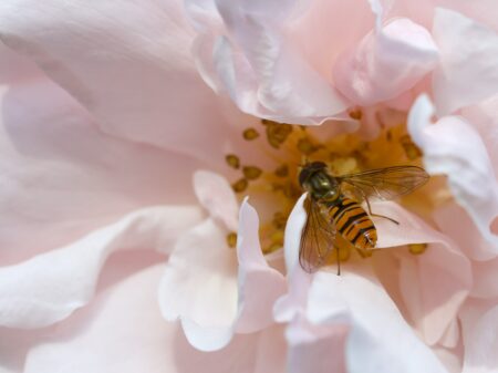 Wespen verjagen - wat trekt wespen aan - lavendel tegen wespen - kruidnagel tegen wespen -wat te doen tegen wespen - wat te doen tegen wespennest - last van wespen