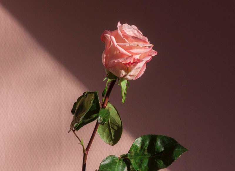 valentijnsdag singles - alleen valentijnsdag vieren - single met valentijnsdag - roos