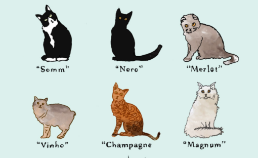 21 x Kattennamen vernoemd naar wijn | GIRLS WHO MAGAZINE