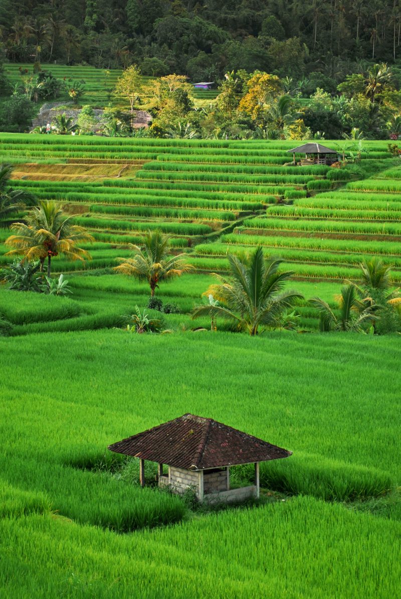 rijstvelden indonesie - google arts en culture tours